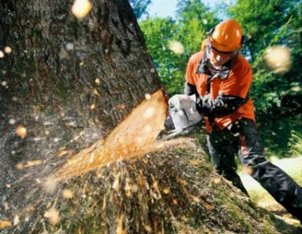 Hogyan lehet csökkenteni a fa - quaer