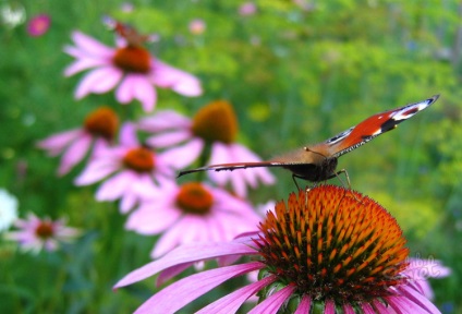 Hogyan kell szedni az echinacea (Echinacea) Hogyan kell szedni az echinacea