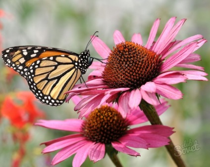 Hogyan kell szedni az echinacea (Echinacea) Hogyan kell szedni az echinacea