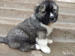 Hogyan kell tanítani a shih tzu kiskutya a tálcára, a kölyök (puppy) Hogyan kell tanítani a shih tzu kiskutya a tálcára, a kölyök