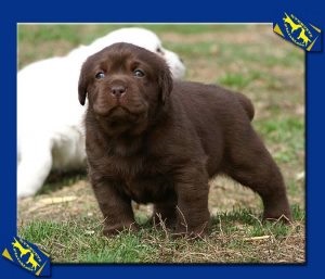 Hogyan kell tanítani a shih tzu kiskutya a tálcára, a kölyök (tálca) Hogyan kell tanítani a shih tzu kiskutya a tálcára, a kölyök