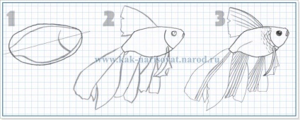Hogyan kell felhívni a hal - megtanulják, hogy dolgozzon különböző halak, hogyan kell felhívni - megtanulják, hogy dolgozzon egy ceruzát!
