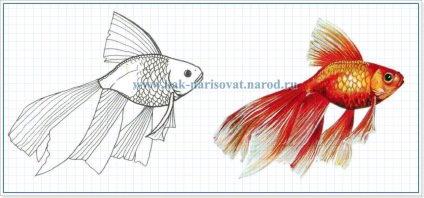 Hogyan kell felhívni a hal - megtanulják, hogy dolgozzon különböző halak, hogyan kell felhívni - megtanulják, hogy dolgozzon egy ceruzát!