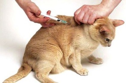 Hogy hogyan lehet a macska egy injekciót izomba a mar, a comb (videó)