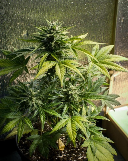 Hogyan növelhető a hozam kannabisz 30% eltávolításával levélcsúcsaiból professionalovmj Novosti (kattintson a képre) Hogyan növelhető a hozam kannabisz 30% eltávolításával levélcsúcsaiból professionalovmj Novosti