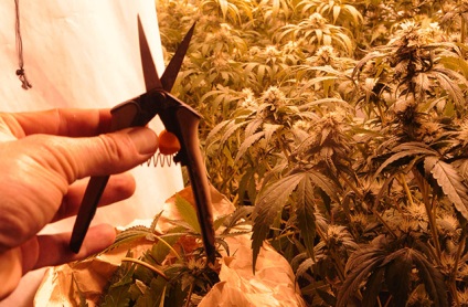 Hogyan hozamának növelésére kannabisz 30% eltávolításával levélcsúcsok professionalovmj Novosti (ötletek) Hogyan növelhető a hozam kannabisz 30% eltávolításával levélcsúcsaiból professionalovmj Novosti