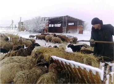 Hogyan törődik a juhokkal, juh