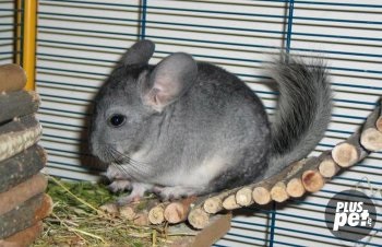Hogyan törődik otthon csincsilla (Chinchilla tartalmat az otthoni) Hogyan törődik otthon csincsilla