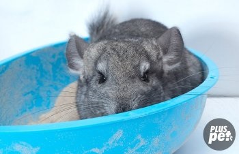 Hogyan törődik otthon csincsilla (csincsilla hogyan törődnek otthon) Hogyan törődik otthon csincsilla