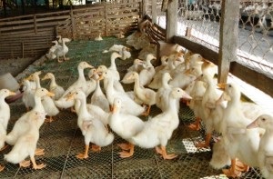 Hogyan törődik a kiskacsák az otthoni (kiskacsák) Hogyan törődik a kiskacsák az otthoni