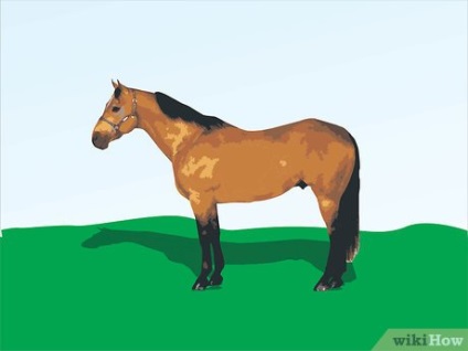 Hogyan válasszuk ki a megfelelő fajta ló