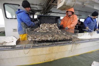 Hogyan növekszik osztriga a Chesapeake-öbölben Farms - hírek képekben