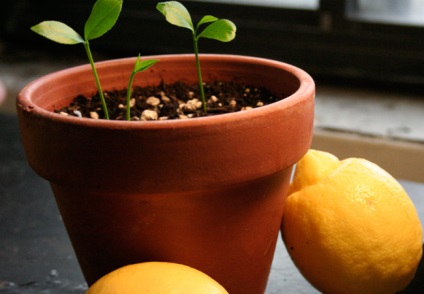 Hogyan növekszik a citrom otthon a csontok, a szabályok az ellátás és a transzplantációs