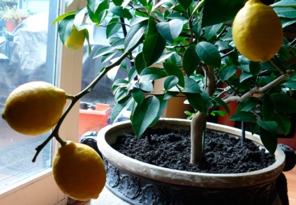 Hogyan növekszik a citrom otthon a csontok, a szabályok az ellátás és a transzplantációs
