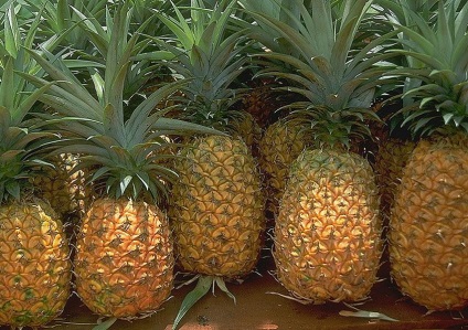Hogyan kell tárolni az ananász, hogy érett