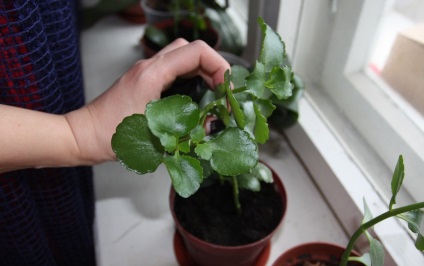 Kalanchoe virágzás, hogyan kell gondoskodni az otthoni (nyíló) Kalanchoe virágzás, hogyan kell gondoskodni otthon