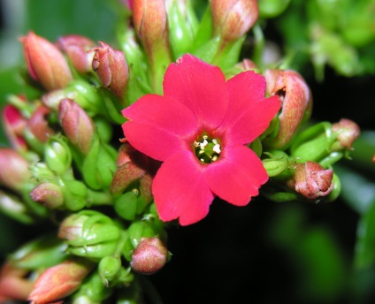 Kalanchoe virágzás, hogyan kell gondoskodni az otthoni (nyíló) Kalanchoe virágzás, hogyan kell gondoskodni otthon