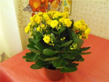 Kalanchoe virágzás, hogyan kell gondoskodni az otthoni (Kalanchoe) Kalanchoe virágzás, hogyan kell gondoskodni otthon