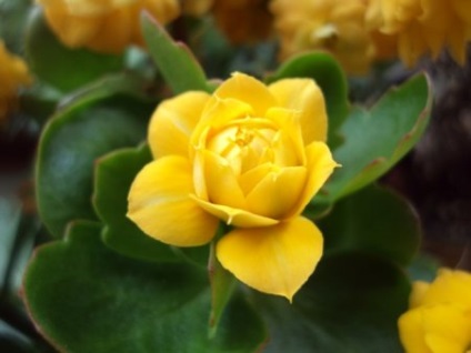 Kalanchoe - ellátás előtt és virágzás után (Kalanchoe otthon) Kalanchoe - ellátás előtt és virágzás után