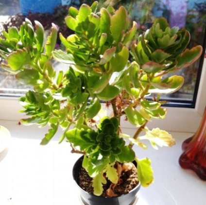 Kalanchoe - ellátás előtt és virágzás után (Kalanchoe otthon) Kalanchoe - ellátás előtt és virágzás után