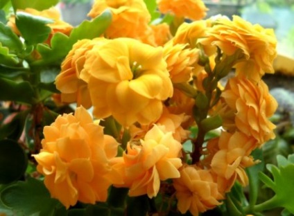 Kalanchoe - ellátás előtt és virágzás után (ha öntött viasz) Kalanchoe - ellátás előtt és virágzás után
