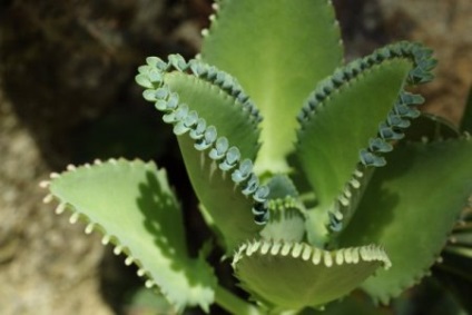Kalanchoe - ellátás előtt és virágzás után (utána) Kalanchoe - ellátás előtt és virágzás után