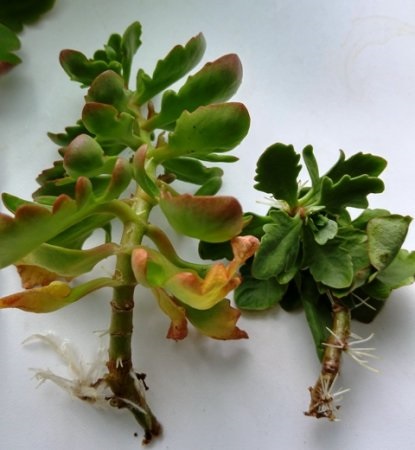 Kalanchoe - ellátás előtt és virágzás után (virág Kalanchoe) Kalanchoe - ellátás előtt és virágzás után