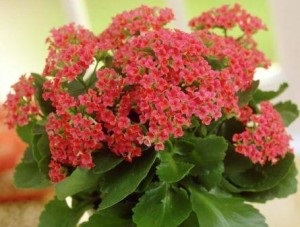 Kalanchoe otthoni gondozást, virágzás, transzplantációs vásárlás után