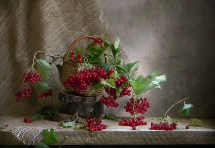 Kalina, viburnum bogyó később (áfonya) Viburnum, viburnum bogyó később