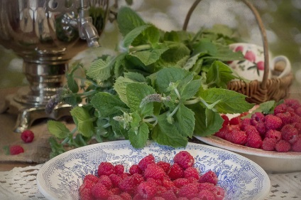 Kalina, viburnum bogyó később (áfonya) Viburnum, viburnum bogyó később