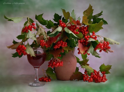 Kalina, viburnum bogyó később (áfonya) Viburnum, viburnum bogyó később