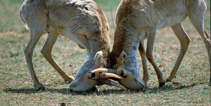 Kalmyk antilop fotó és leírás