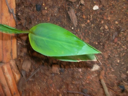 Canna vetőmag (mag) Canna vetőmag