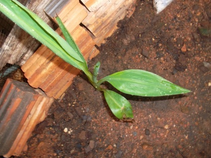 Canna vetőmag (mag) Canna vetőmag