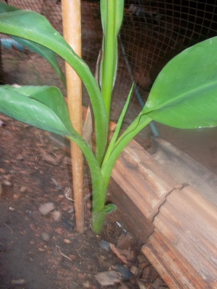 Canna vetőmag (mag) Canna vetőmag