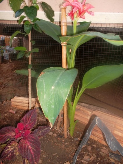 Canna vetőmag (Canna) Canna vetőmag