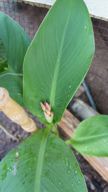 Canna vetőmag (mag) Canna vetőmag