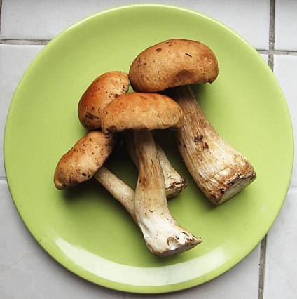 Burgonya gombával, multivarka recept (recept) Burgonya gombával multivarka recept