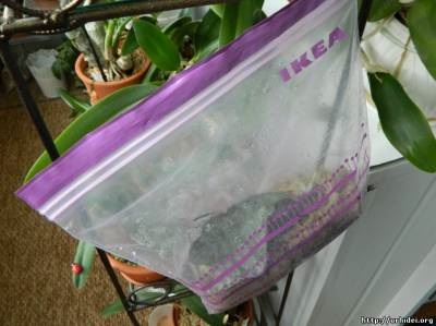 Kijev klub orchidea szerelmesei (a fórum) Kijev klub orchidea szerelmeseinek