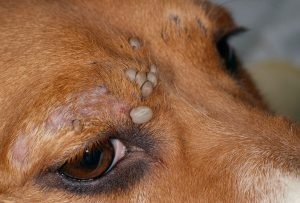 Tick ​​dermatitis sajátos megnyilvánulásainak kezelése