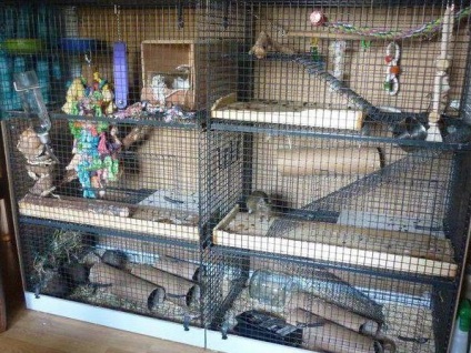 Cage degus kezét fotó, értékelés (cella) Cage degus fotót a saját kezét, vélemények