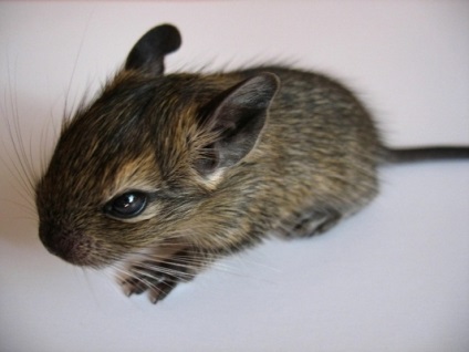 Cage degus kezük fotó, értékeléseket (degus ketrec kezével fotó vélemények, hogy mit kell, amit meg lehet építeni egy házat video) Cage degus fotót a saját kezét, vélemények
