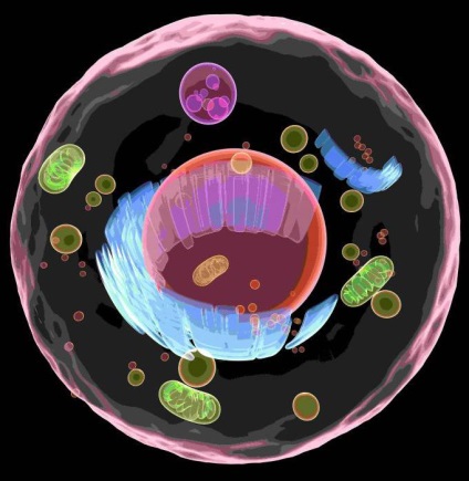 Cell táplálkozás és szerkezete (cella) Cell táplálkozás és szerkezete