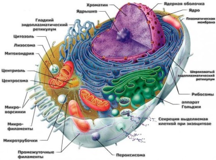 Cell táplálkozás és szerkezete (amely az élelmiszer) Cell táplálkozás és szerkezete