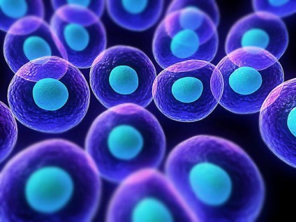 Cell táplálkozás és szerkezete (amely az élelmiszer) Cell táplálkozás és szerkezete