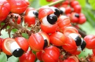 Karcsúsító kávé - Kínai kávébab és koffein tabletta kárt és hasznot, és ez segít