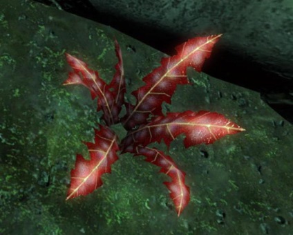 Nirnroot mi ez, és mit eszik (Nirn) Nirnroot mi ez, és mit eszik