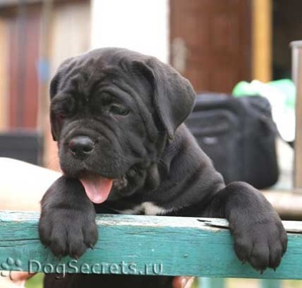 Etetés Cane Corso kölyök és felnőtt kutya étrend