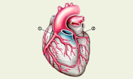Szívkoszorúerek a szív - anatómia