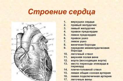 Szívkoszorúerek a szív - anatómia